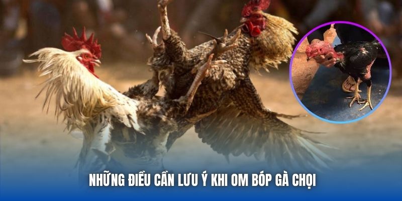 Om Gà Chọi Mấy Lần 1 Ngày - Chia Sẻ Bí Quyết Từ Sư Kê 88CLB - GARICO.INFO