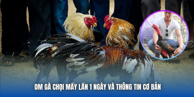 Om Gà Chọi Mấy Lần 1 Ngày - Chia Sẻ Bí Quyết Từ Sư Kê 88CLB - GARICO.INFO