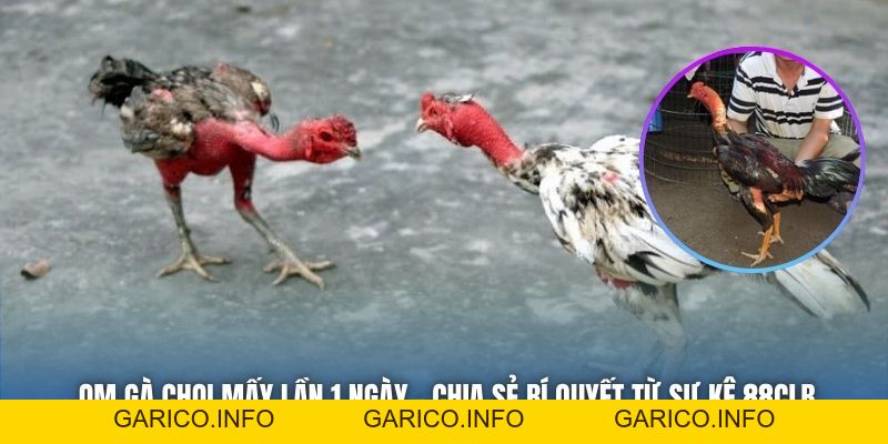 Om Gà Chọi Mấy Lần 1 Ngày - Chia Sẻ Bí Quyết Từ Sư Kê 88CLB - GARICO.INFO
