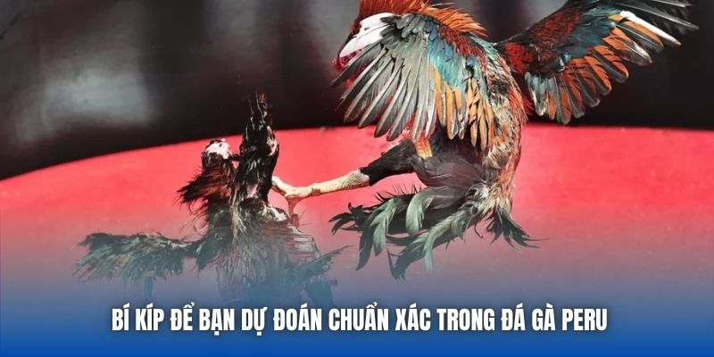 Đá Gà Peru - Các Màn So Tài Đầy Kịch Tính Tại 88CLB - GARICO.INFO