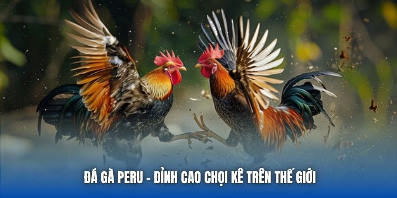 Đá Gà Peru - Các Màn So Tài Đầy Kịch Tính Tại 88CLB - GARICO.INFO