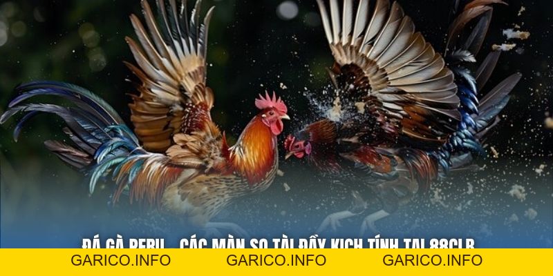 Đá Gà Peru - Các Màn So Tài Đầy Kịch Tính Tại 88CLB - GARICO.INFO