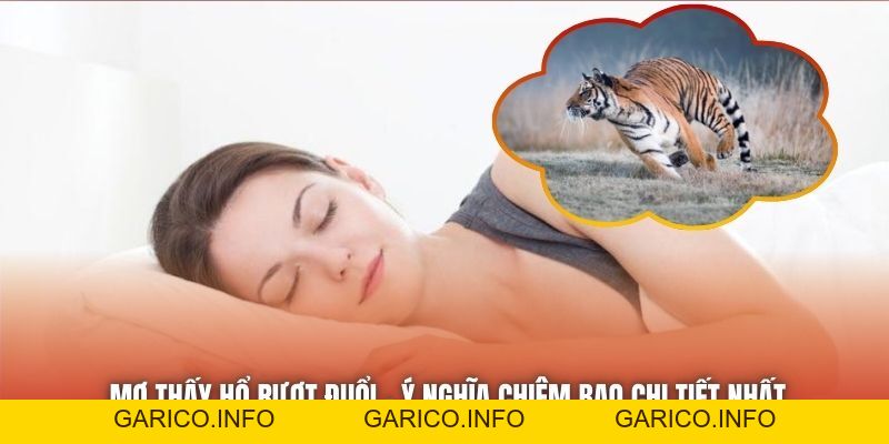 Mơ Thấy Hổ Rượt Đuổi - Ý Nghĩa Chiêm Bao Chi Tiết Nhất - GARICO.INFO