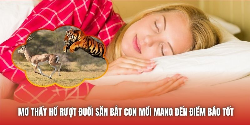 Mơ Thấy Hổ Rượt Đuổi - Ý Nghĩa Chiêm Bao Chi Tiết Nhất - GARICO.INFO