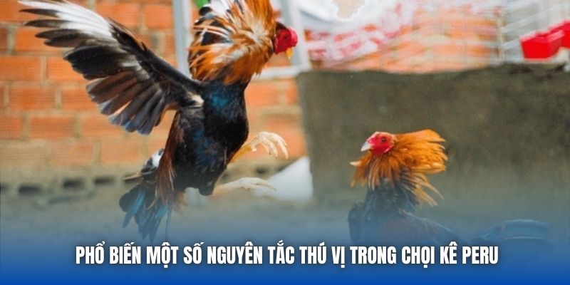 Đá Gà Peru - Các Màn So Tài Đầy Kịch Tính Tại 88CLB - GARICO.INFO