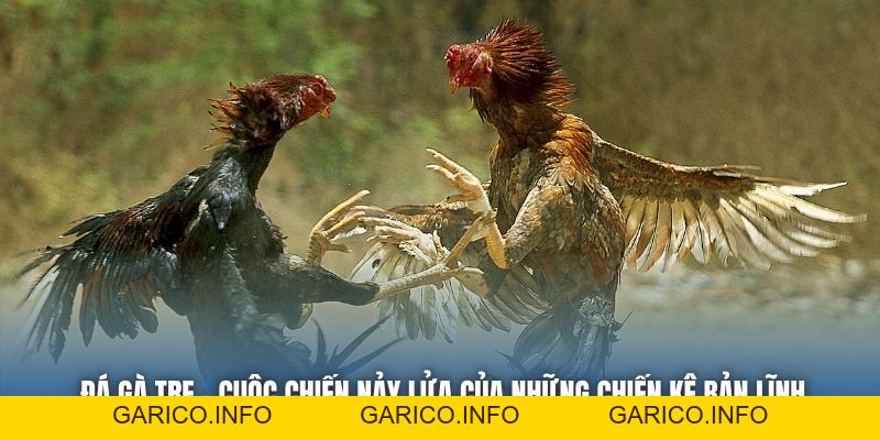 Đá Gà Tre - Cuộc Chiến Nảy Lửa Của Những Chiến Kê Bản Lĩnh - GARICO.INFO