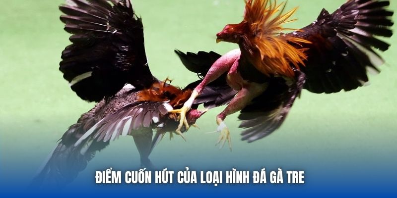 Đá Gà Tre - Cuộc Chiến Nảy Lửa Của Những Chiến Kê Bản Lĩnh - GARICO.INFO