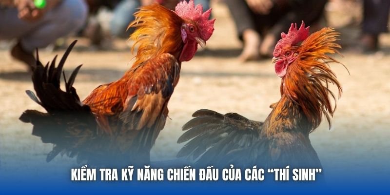 Đá Gà Tre - Cuộc Chiến Nảy Lửa Của Những Chiến Kê Bản Lĩnh - GARICO.INFO