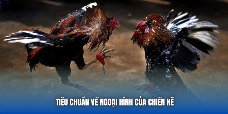 Đá Gà Tre - Cuộc Chiến Nảy Lửa Của Những Chiến Kê Bản Lĩnh - GARICO.INFO