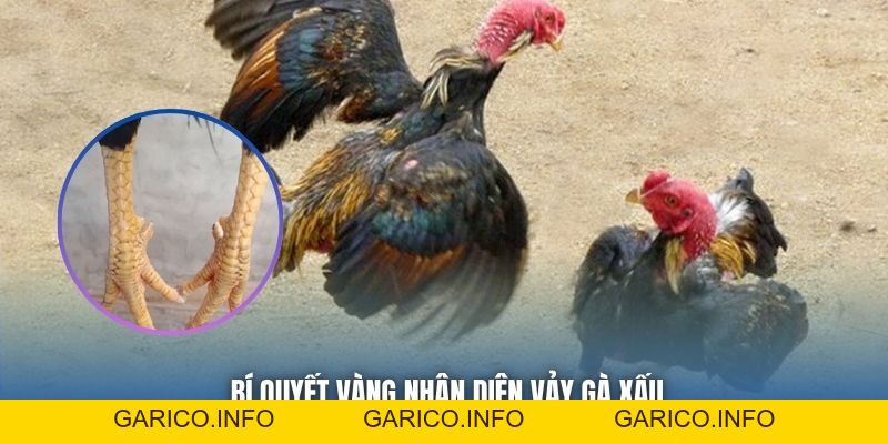 Vảy Gà Xấu Không Nên Chọn - Cảnh Báo Cho Sư Kê Mới Vào Nghề - GARICO.INFO