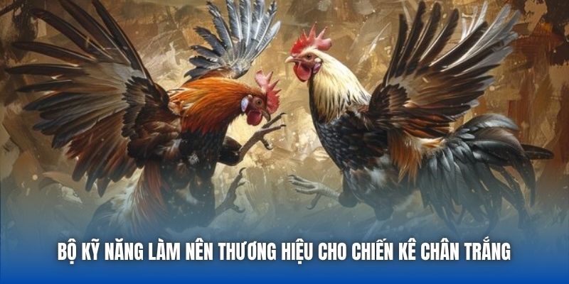 Gà Đá Chân Trắng | Sức Hút Của Chiến Kê Huyền Thoại - GARICO.INFO