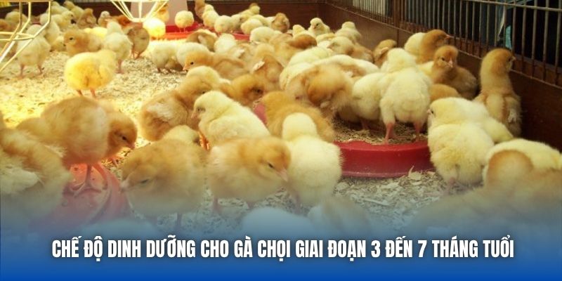 Chế Độ Dinh Dưỡng Cho Gà Chọi Để Tăng Sức Bền Và Sát Thương - GARICO.INFO