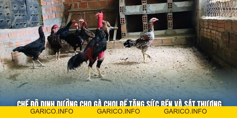 Chế Độ Dinh Dưỡng Cho Gà Chọi Để Tăng Sức Bền Và Sát Thương - GARICO.INFO