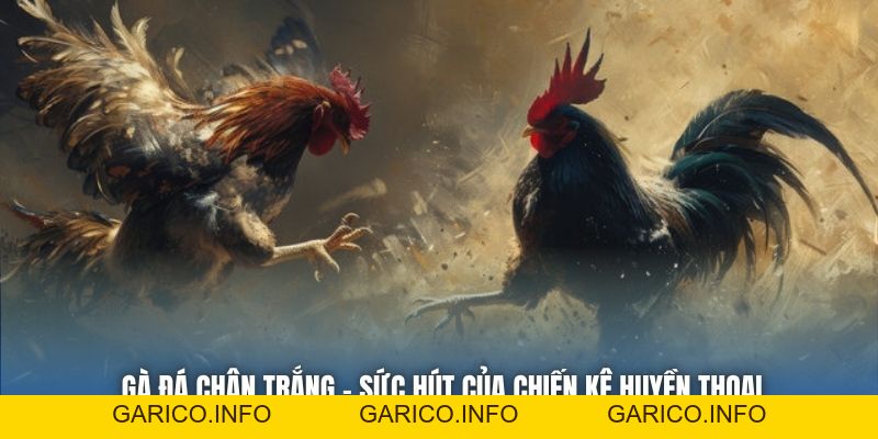 Gà Đá Chân Trắng | Sức Hút Của Chiến Kê Huyền Thoại - GARICO.INFO