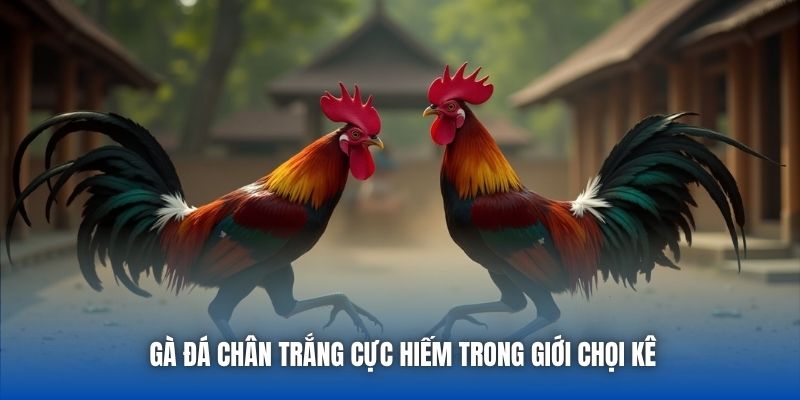 Gà Đá Chân Trắng | Sức Hút Của Chiến Kê Huyền Thoại - GARICO.INFO