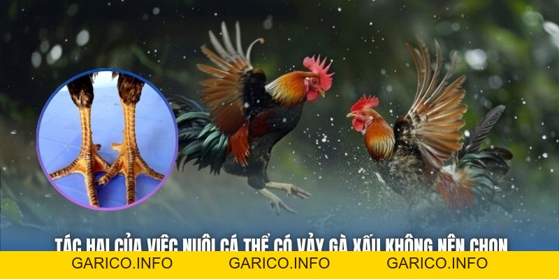 Vảy Gà Xấu Không Nên Chọn - Cảnh Báo Cho Sư Kê Mới Vào Nghề - GARICO.INFO