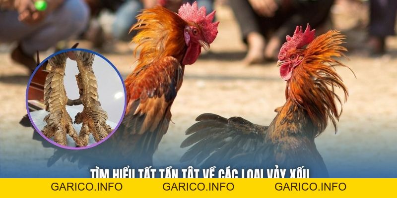 Vảy Gà Xấu Không Nên Chọn - Cảnh Báo Cho Sư Kê Mới Vào Nghề - GARICO.INFO