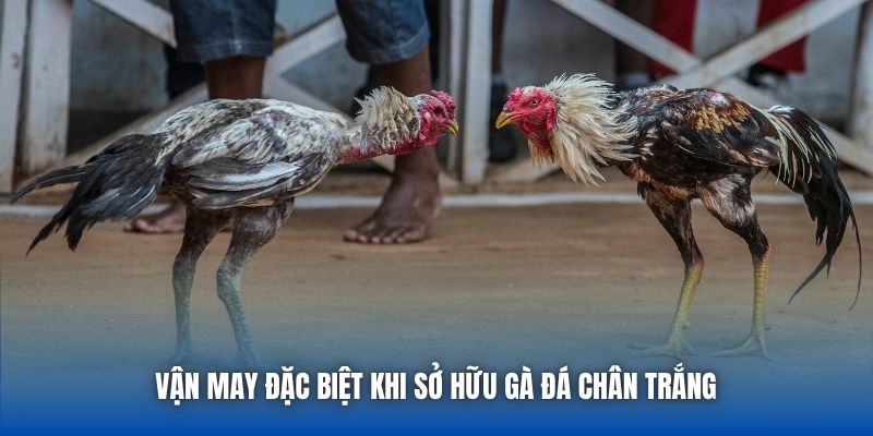 Gà Đá Chân Trắng | Sức Hút Của Chiến Kê Huyền Thoại - GARICO.INFO