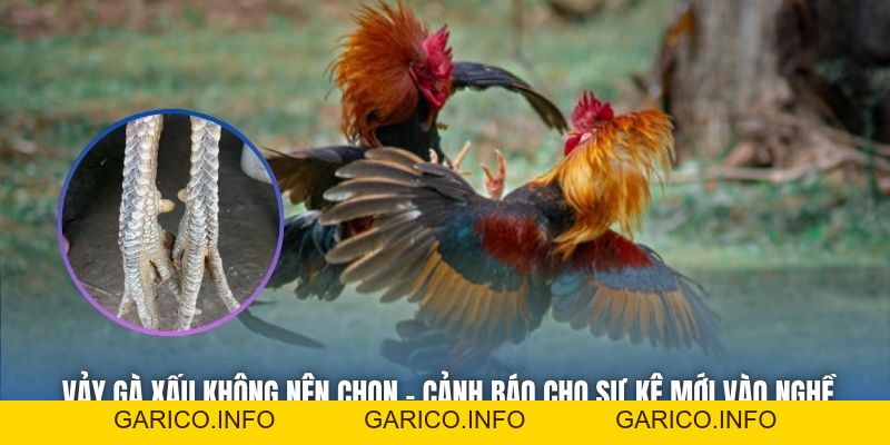 Vảy Gà Xấu Không Nên Chọn - Cảnh Báo Cho Sư Kê Mới Vào Nghề - GARICO.INFO