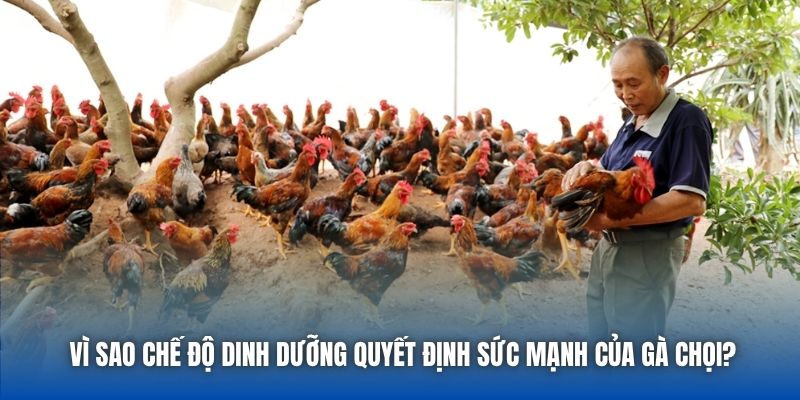Chế Độ Dinh Dưỡng Cho Gà Chọi Để Tăng Sức Bền Và Sát Thương - GARICO.INFO
